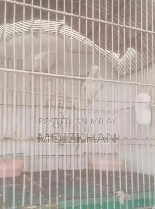 Albino Red Eyes Animal - Unique Exotic Pet