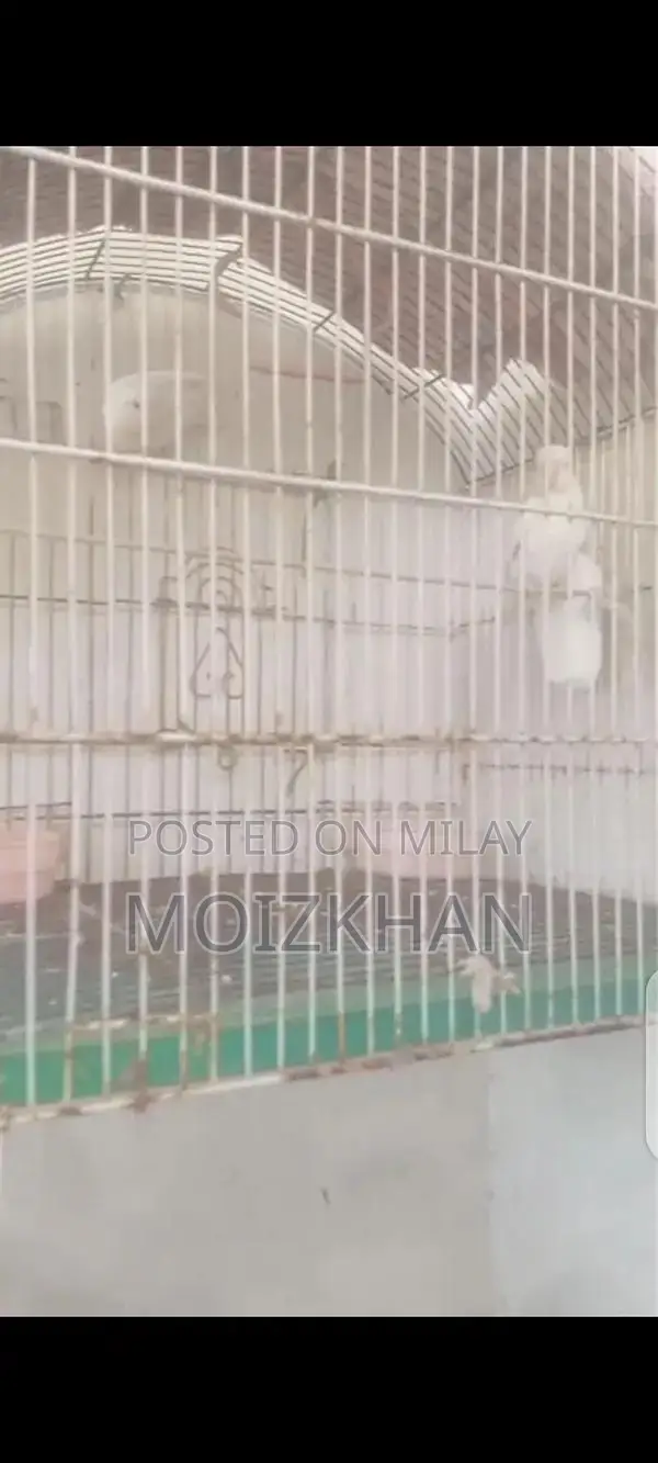 Albino Red Eyes Animal - Unique Exotic Pet