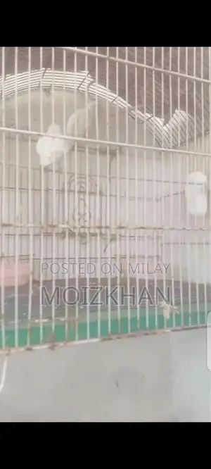 Albino Red Eyes Animal - Unique Exotic Pet