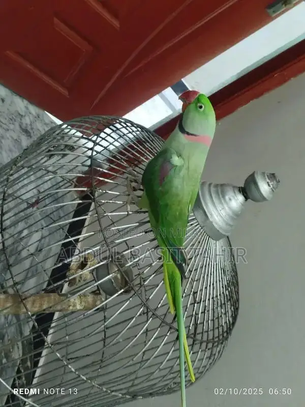 Hand-Tamed Raw Parrot - Exotic Pet Bird Companion