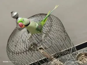 Hand-Tamed Raw Parrot - Exotic Pet Bird Companion