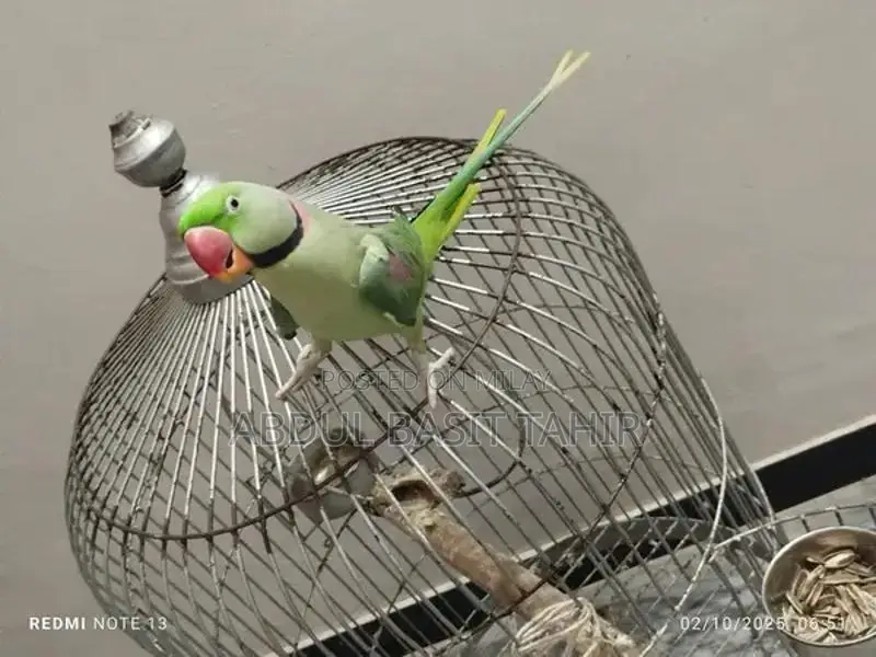 Hand-Tamed Raw Parrot - Exotic Pet Bird Companion