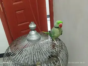 Hand-Tamed Raw Parrot - Exotic Pet Bird Companion