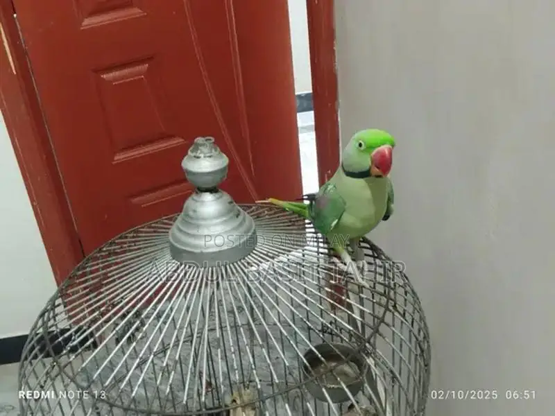 Hand-Tamed Raw Parrot - Exotic Pet Bird Companion