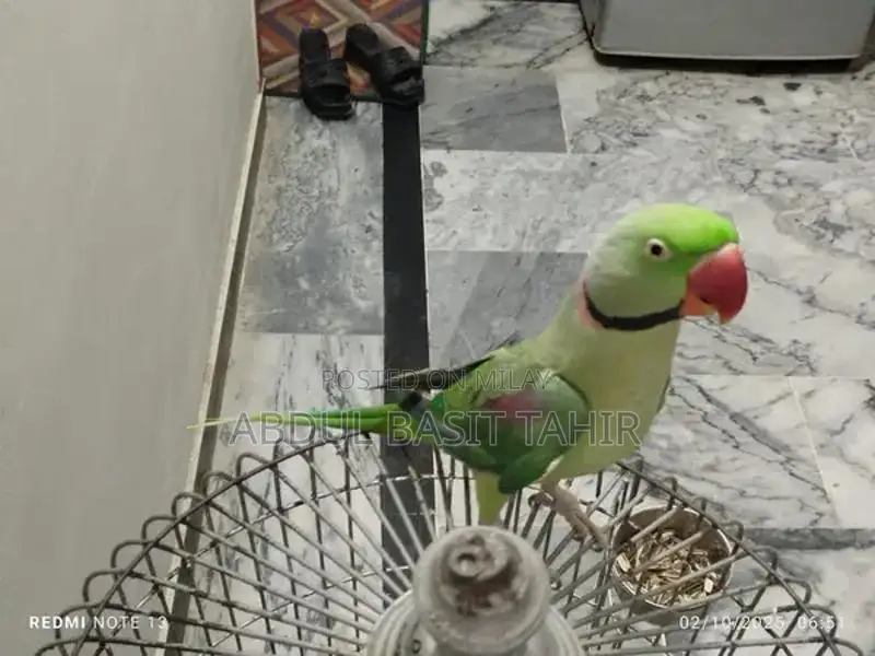 Hand-Tamed Raw Parrot - Exotic Pet Bird Companion