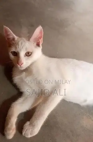 Photo - White Persian Kitten - Hazel Eyes, Luxurious Triple Coat