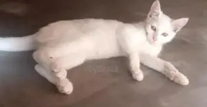 White Persian Kitten - Hazel Eyes, Luxurious Triple Coat