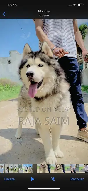 Photo - siberian husky 2 years  acitive dog