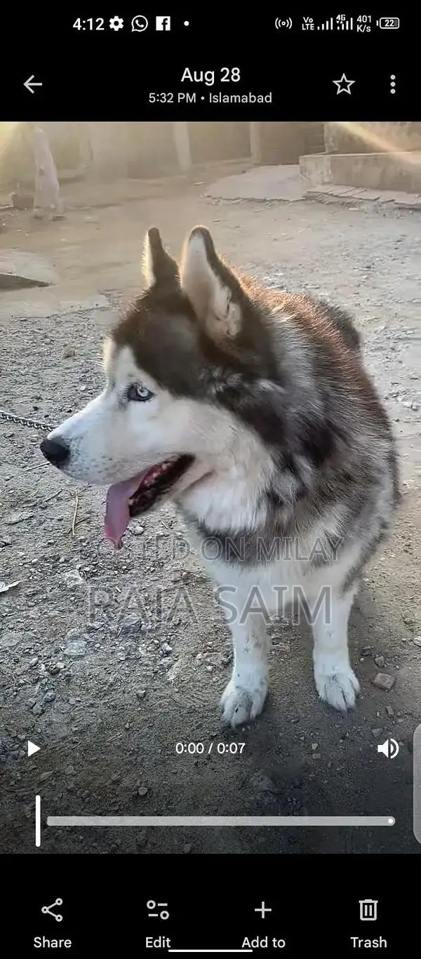 siberian husky 2 years  acitive dog