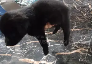 Photo - One-Month-Old German Shepherd Puppy - Adorable and Energetic