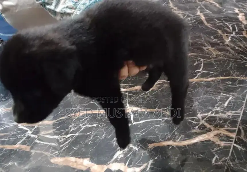 One-Month-Old German Shepherd Puppy - Adorable and Energetic