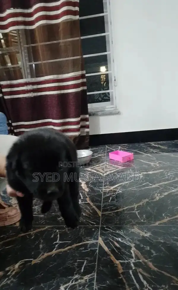 One-Month-Old German Shepherd Puppy - Adorable and Energetic