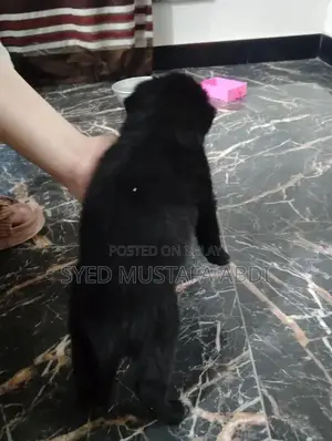 One-Month-Old German Shepherd Puppy - Adorable and Energetic