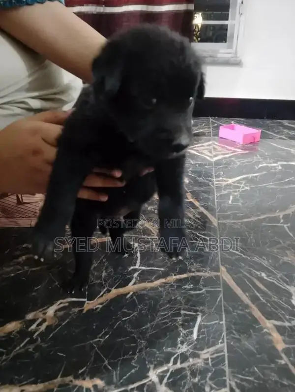 One-Month-Old German Shepherd Puppy - Adorable and Energetic