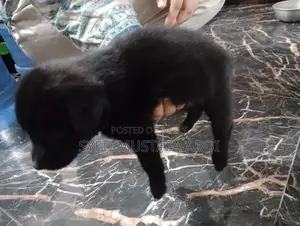 One-Month-Old German Shepherd Puppy - Adorable and Energetic