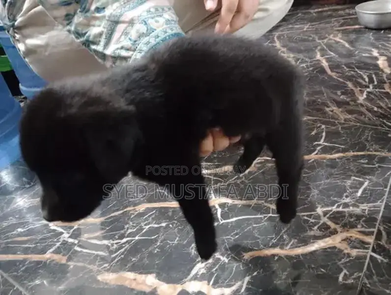 One-Month-Old German Shepherd Puppy - Adorable and Energetic