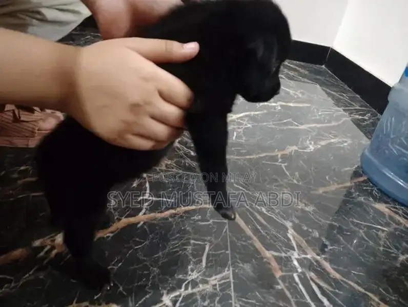 One-Month-Old German Shepherd Puppy - Adorable and Energetic