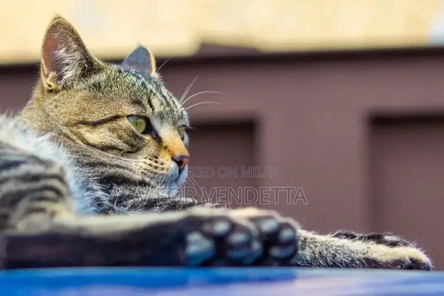 Canon 5D Mark II Professional Full-Frame DSLR Camera Body