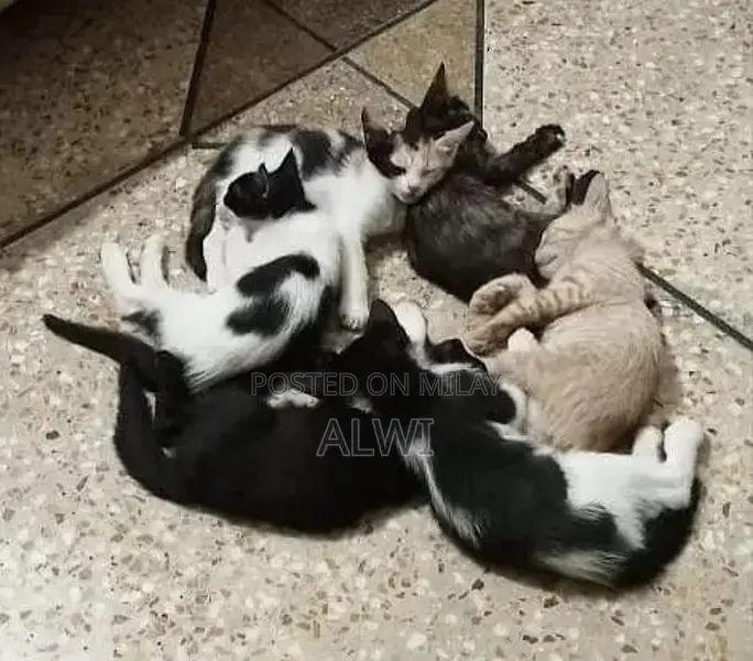 Adorable Kittens Seeking Loving Forever Home