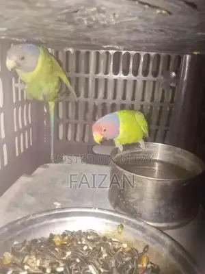 Photo - Plum Head Phone or Audio Device