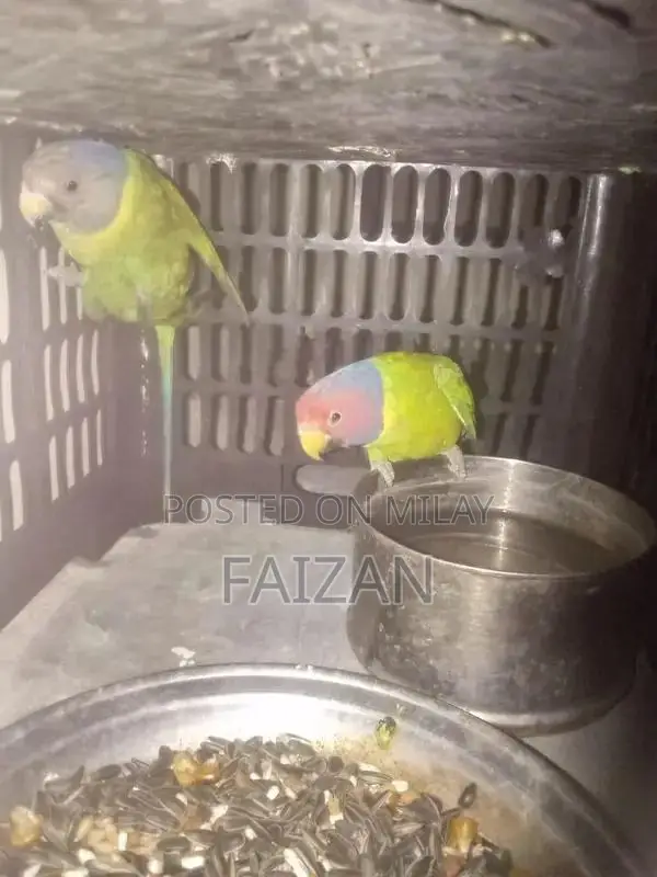 Plum Head Phone or Audio Device