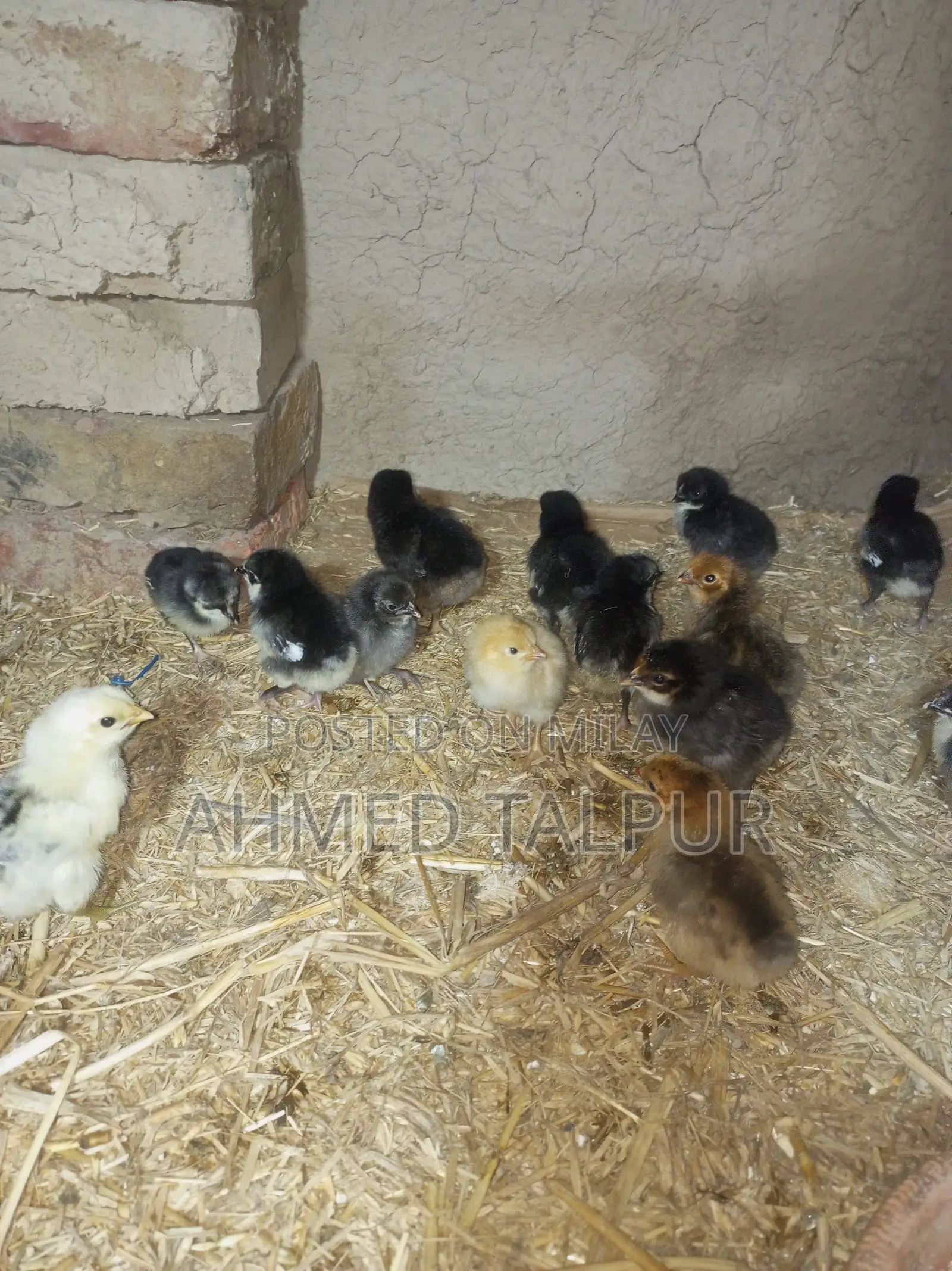 Black Australop Chicks