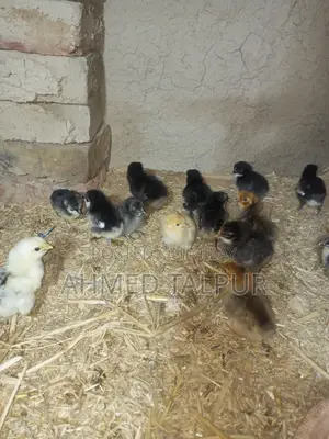 Black Australop Chicks