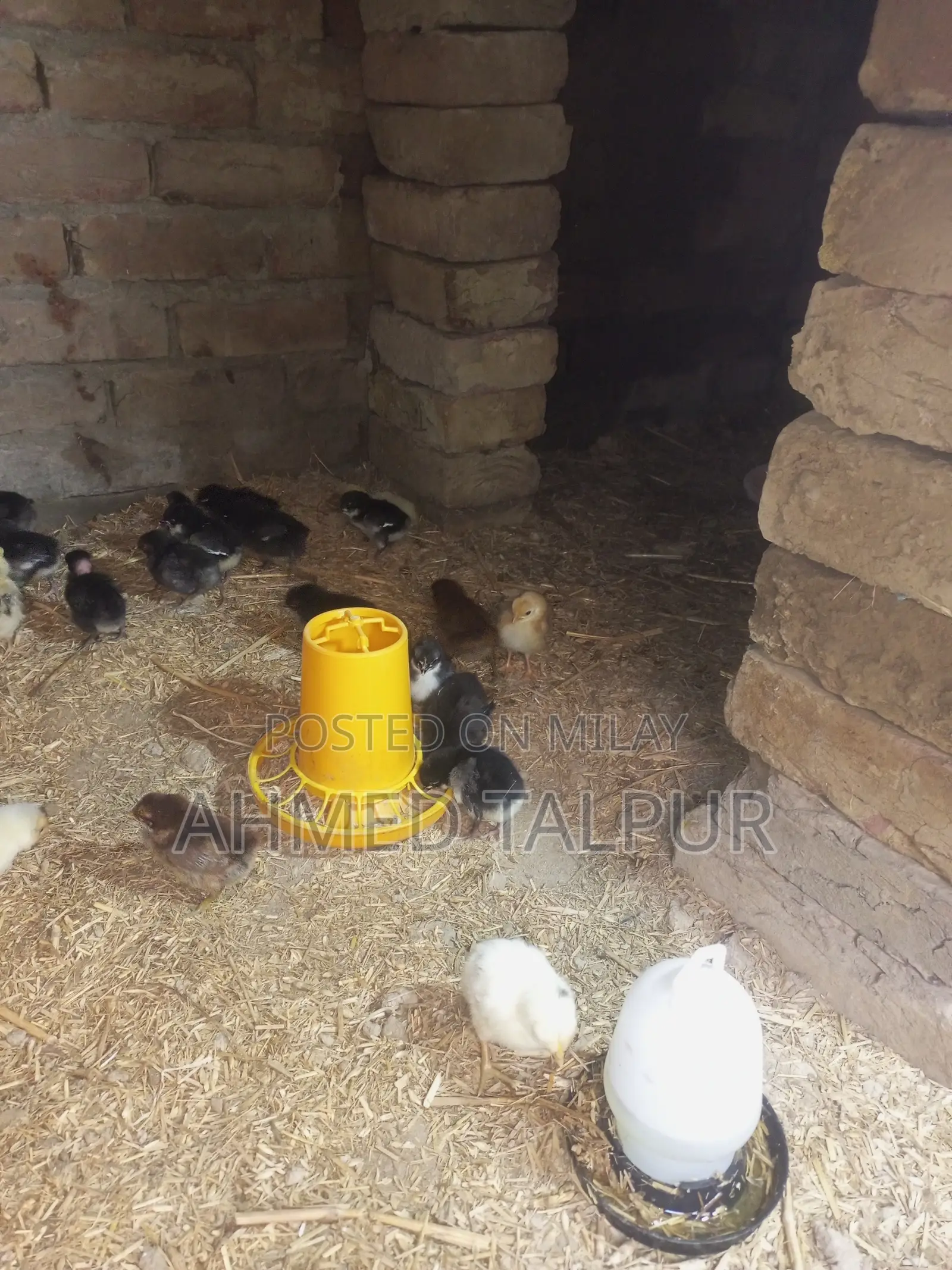 Black Australop Chicks