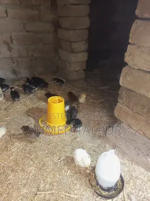 Black Australop Chicks