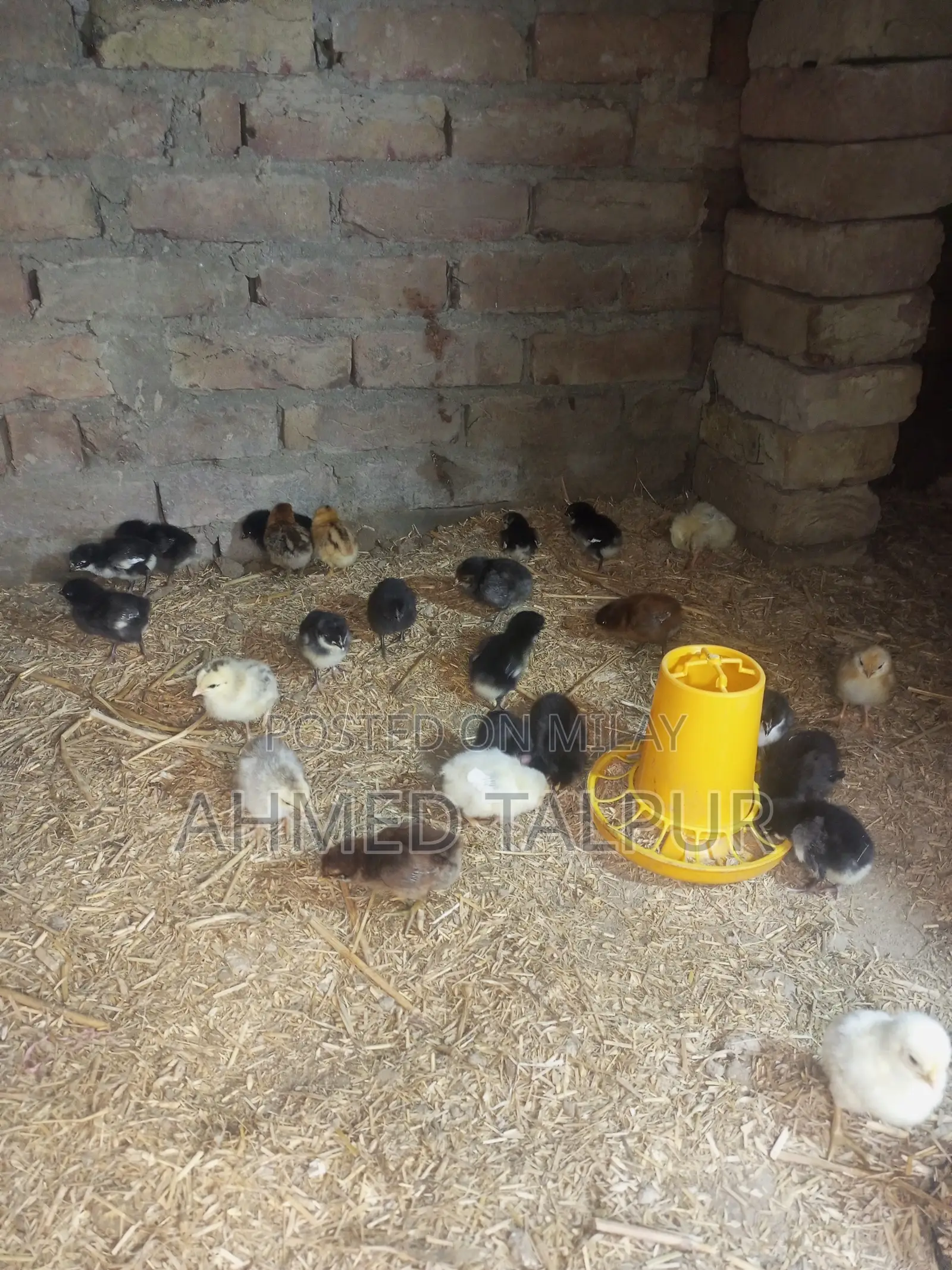 Black Australop Chicks