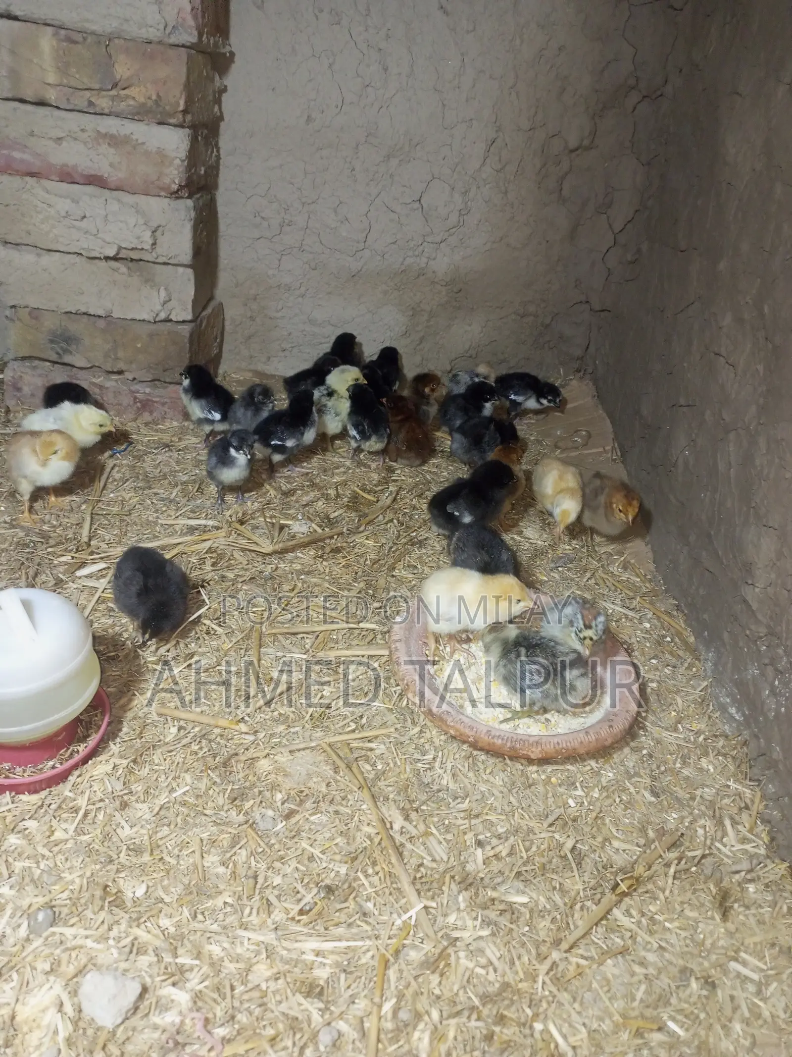 Black Australop Chicks