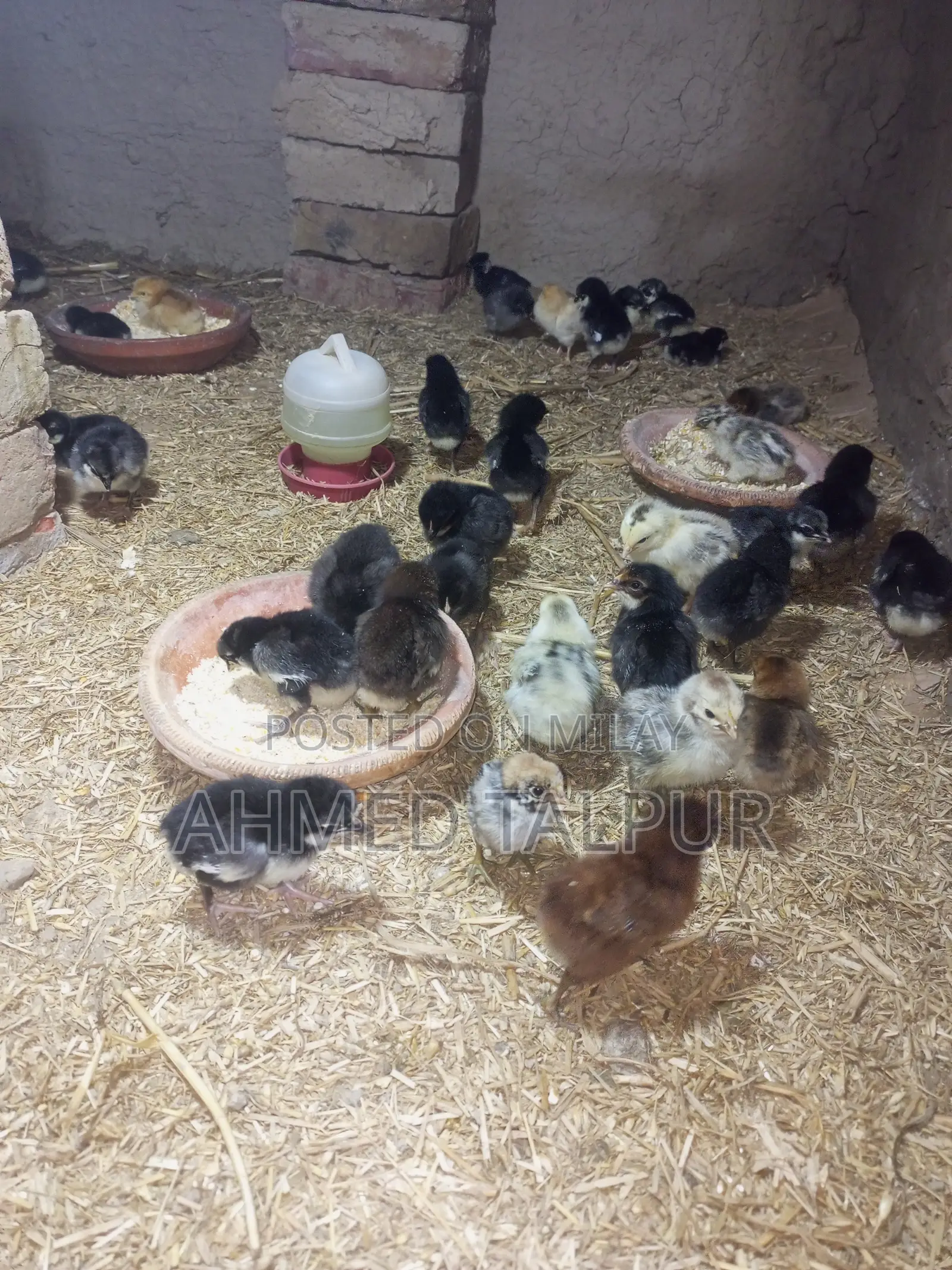 Black Australop Chicks