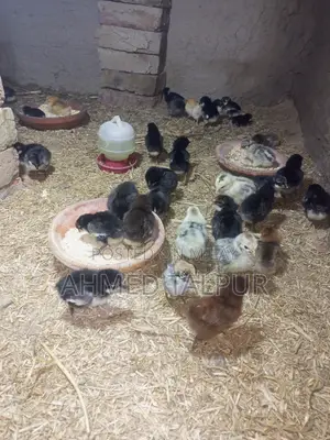 Black Australop Chicks