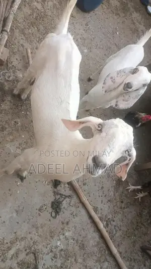 High-Capacity Rechargeable Battery Pack - 18 mAh and 7 mAh Options