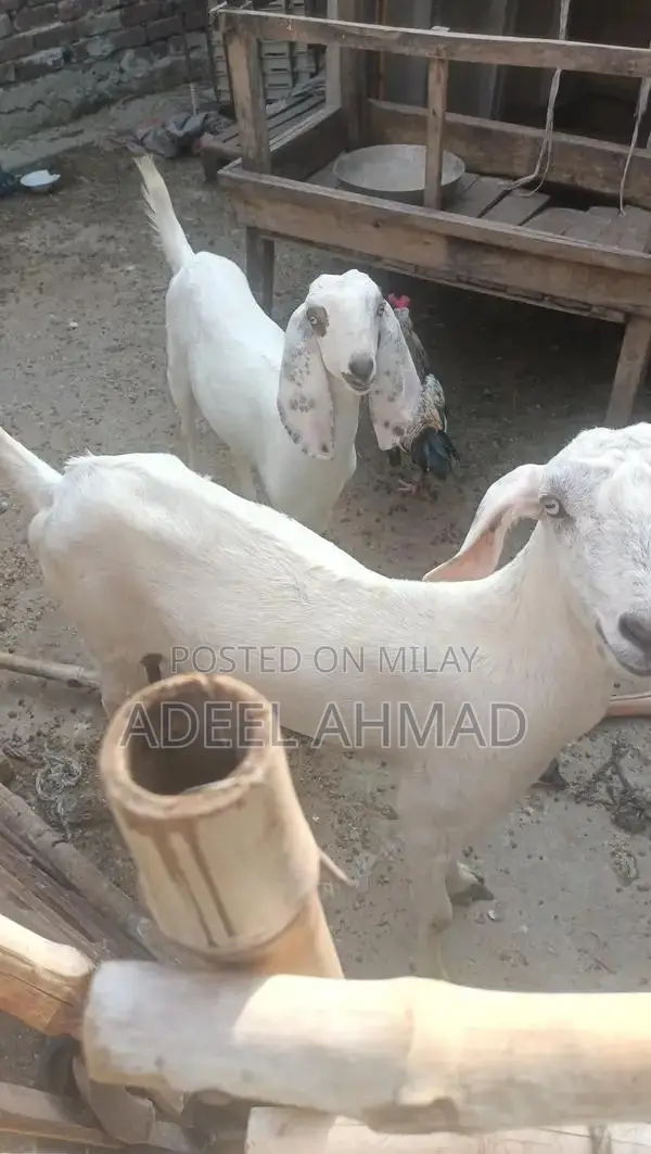 High-Capacity Rechargeable Battery Pack - 18 mAh and 7 mAh Options