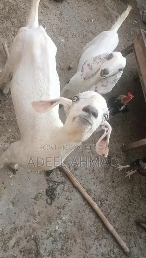 High-Capacity Rechargeable Battery Pack - 18 mAh and 7 mAh Options