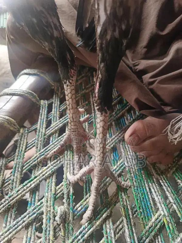 Barma Pakoy Animal Companion Collection