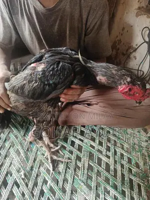 Barma Pakoy Animal Companion Collection