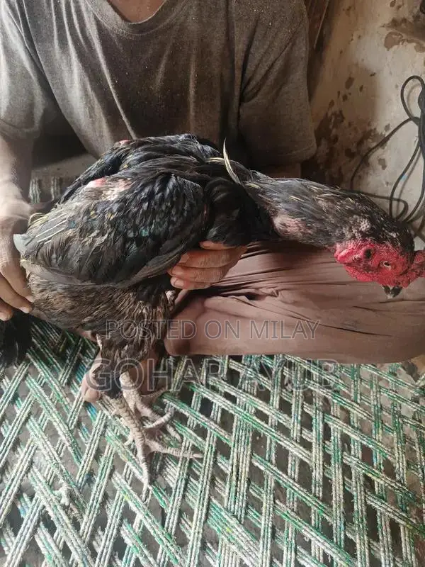 Barma Pakoy Animal Companion Collection