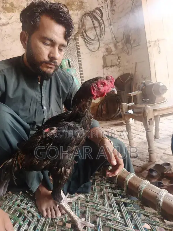 Barma Pakoy Animal Companion Collection