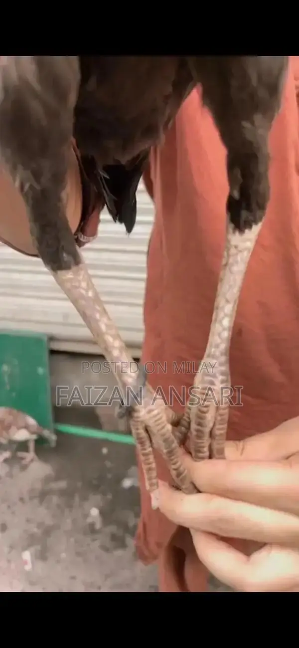 Baby Nasal Aspirator - Gentle Infant Mucus Cleaner for Newborns