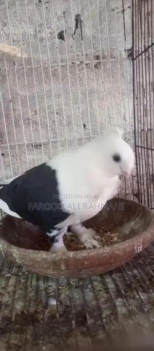 Baredar Female Animal for Sale