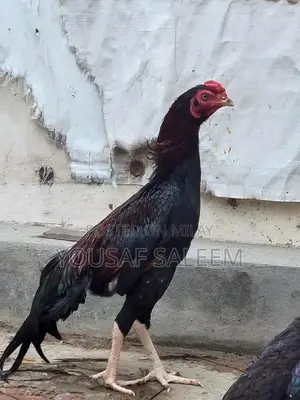 Mianwali Aseel Rooster Chicks - Purebred Azan-Capable Poultry