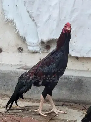 Mianwali Aseel Rooster Chicks - Purebred Azan-Capable Poultry