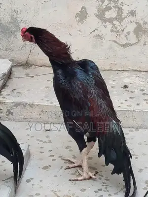 Mianwali Aseel Rooster Chicks - Purebred Azan-Capable Poultry