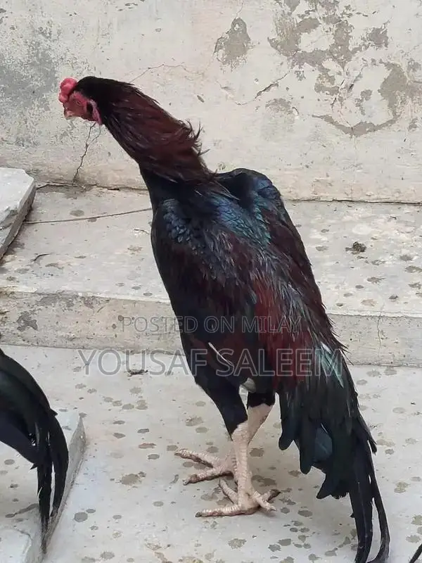 Mianwali Aseel Rooster Chicks - Purebred Azan-Capable Poultry