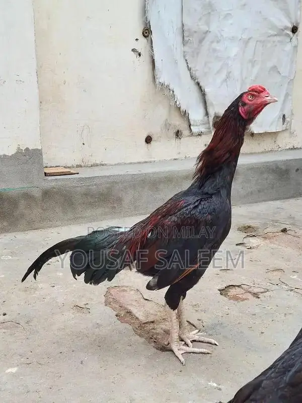 Mianwali Aseel Rooster Chicks - Purebred Azan-Capable Poultry