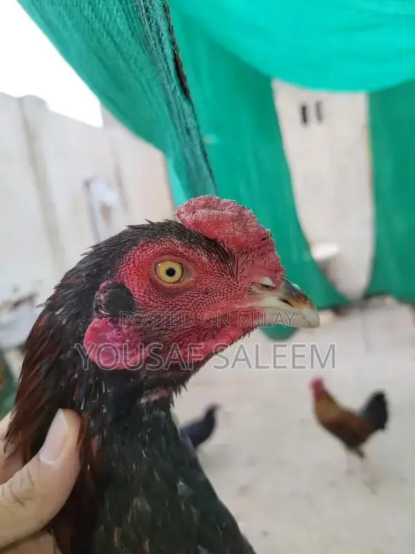 Mianwali Aseel Rooster Chicks - Purebred Azan-Capable Poultry
