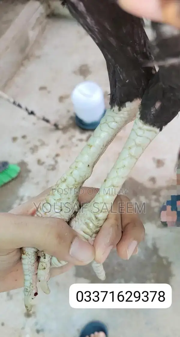 Mianwali Aseel Rooster Chicks - Purebred Azan-Capable Poultry