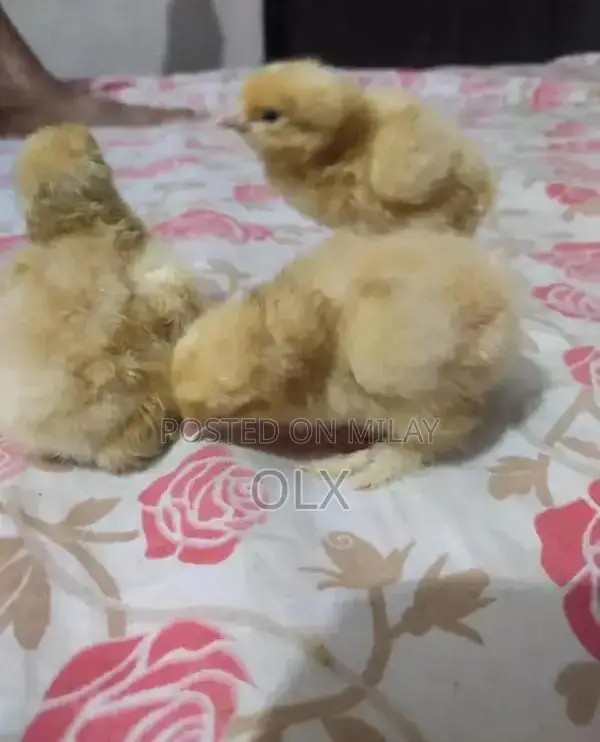 Premium Golden Buff Chicks - High-Quality Poultry Breed